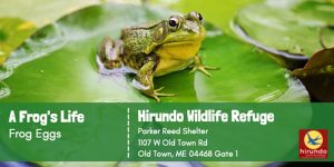 Photo of a green frog on a green lily pad. Advertisement for A Frog's Life event at Hirundo Wildlife Refuge.